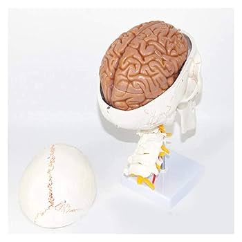 Amazon.co.jp: 身体解剖モデル、7つの頸椎大脳デジタルマーカー