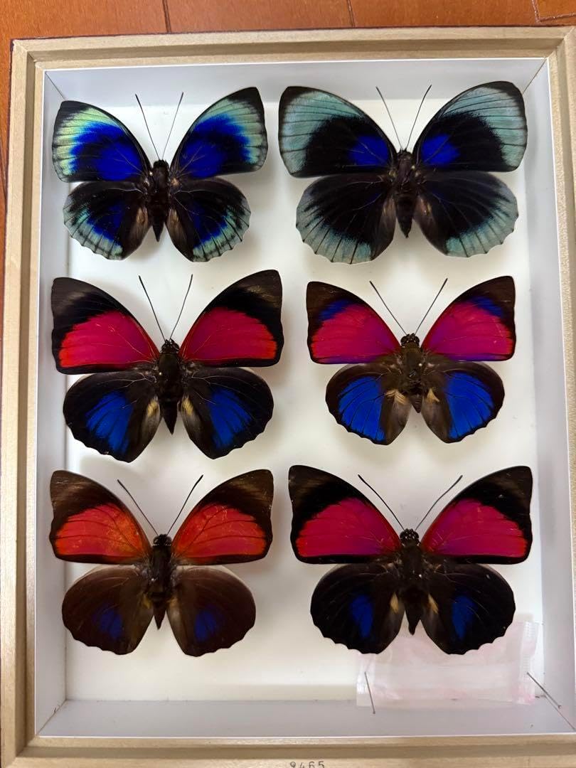keti⭐︎美しい蝶の標本 6匹 美しい蝶の標本 6匹セット keti⭐︎美しい蝶の標本 6匹 世界