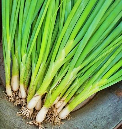 Radha Krishna Agriculture Bunching Onion Vegetable Seeds For gardening (PACK OF 5 GRAM SEEDS)