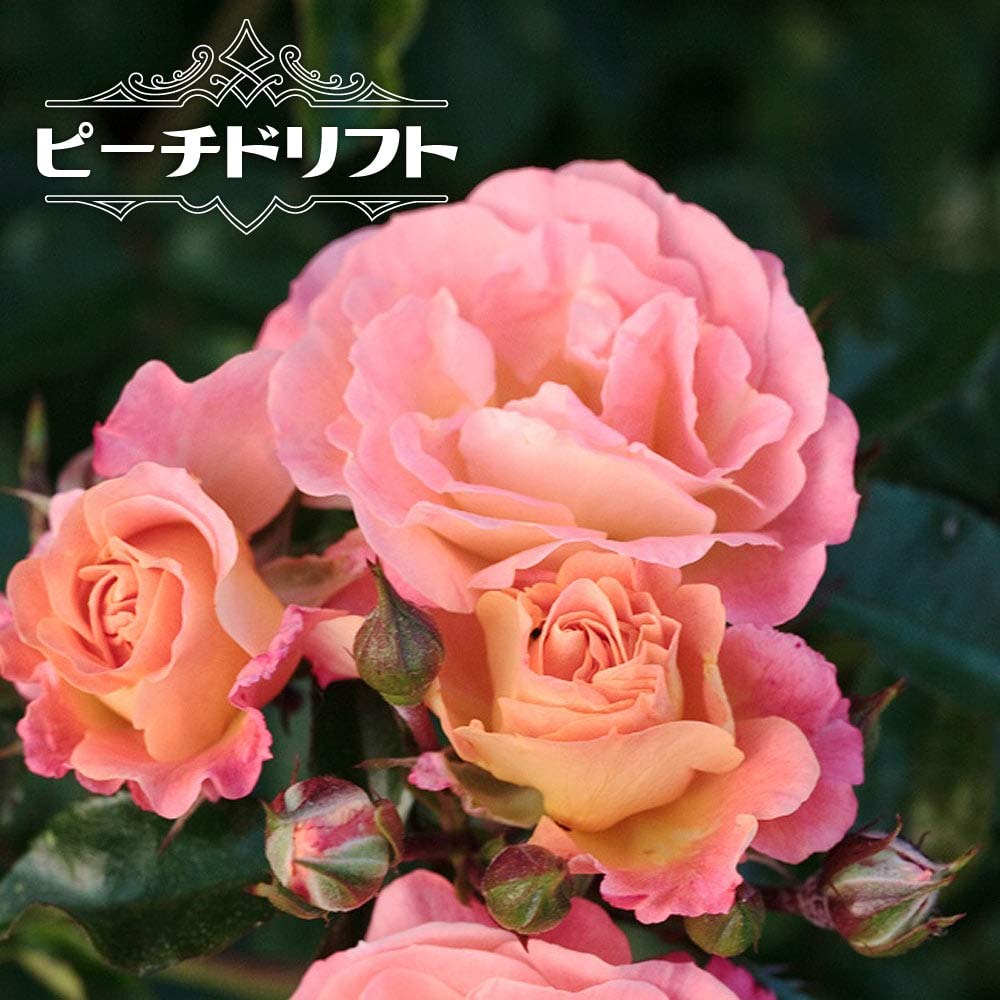 Amazon.co.jp: 四季咲き修景バラ 【ドリフトローズ ピーチドリフト】 4