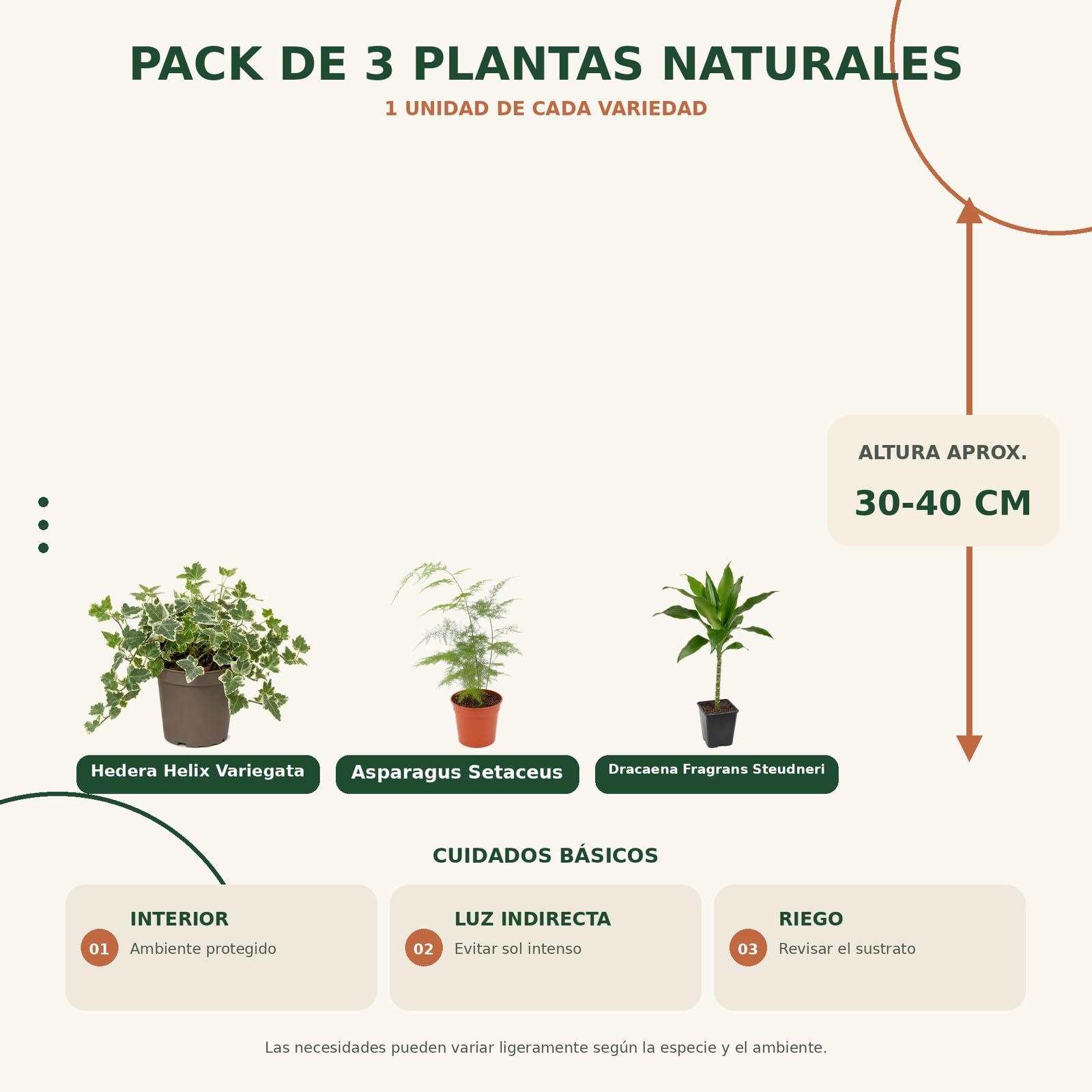 DECOALIVE Pack 3 Plantas Naturales para Despachos