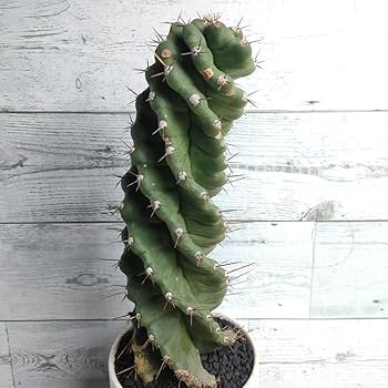 Amazon.co.jp: 【陶器鉢付き】 セレウス ペルビアナス