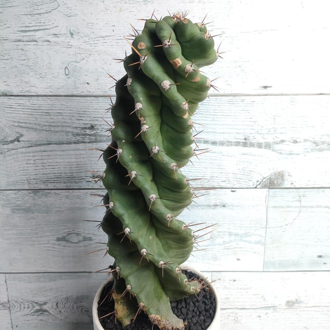 Amazon.co.jp: 【陶器鉢付き】 セレウス ペルビアナス