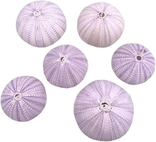 6 piezas mini de erizo de mar, soporte decorativo para plantas de aire para plantas de aire para plantas de aire, contenedor de exhibición de