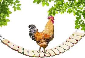 Vehomy Brinquedo de galinheiro para galinhas, madeira natural, escada, galinha, poleiro, para pássaros, galo, pintinhos, P