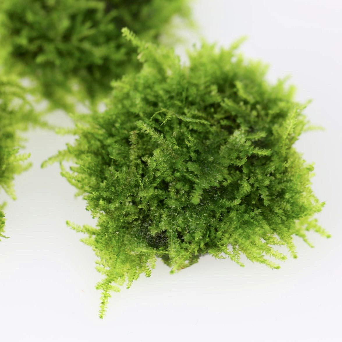Live Aquarium Plants Freshwater Java Moss Stone Pad1 Aquascaping Moss