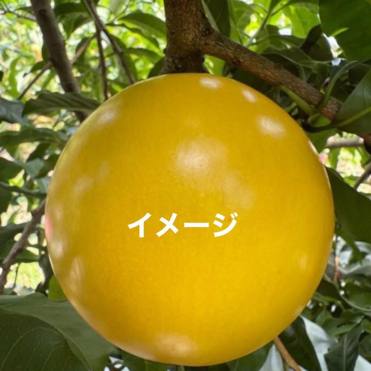 アビウ接木苗　大玉品種 Amazon.co.jp: 特大アビウ 苗木 接木苗 1本 超希少 : DIY・工具・ガーデン