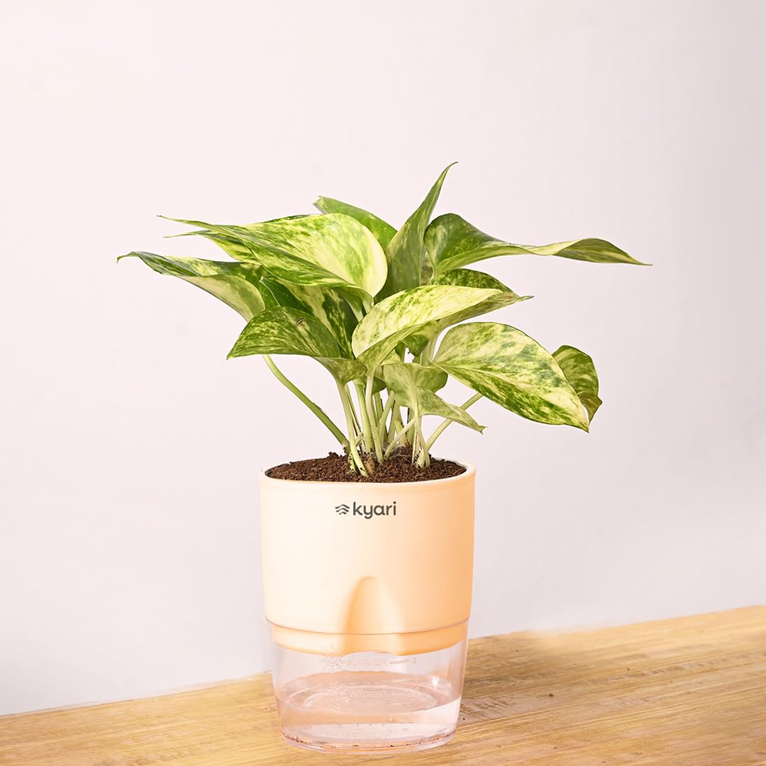 KYARI Money Variegated Indoor Plants for Living Room | Live Plants | Plants with Cream Self Watering Pot for Home | Air purifier plants | Plants for Home Decor | Plants for Garden & bedroom (B0BFJ9NHFX) Amazon Price History, Amazon Price Tracker