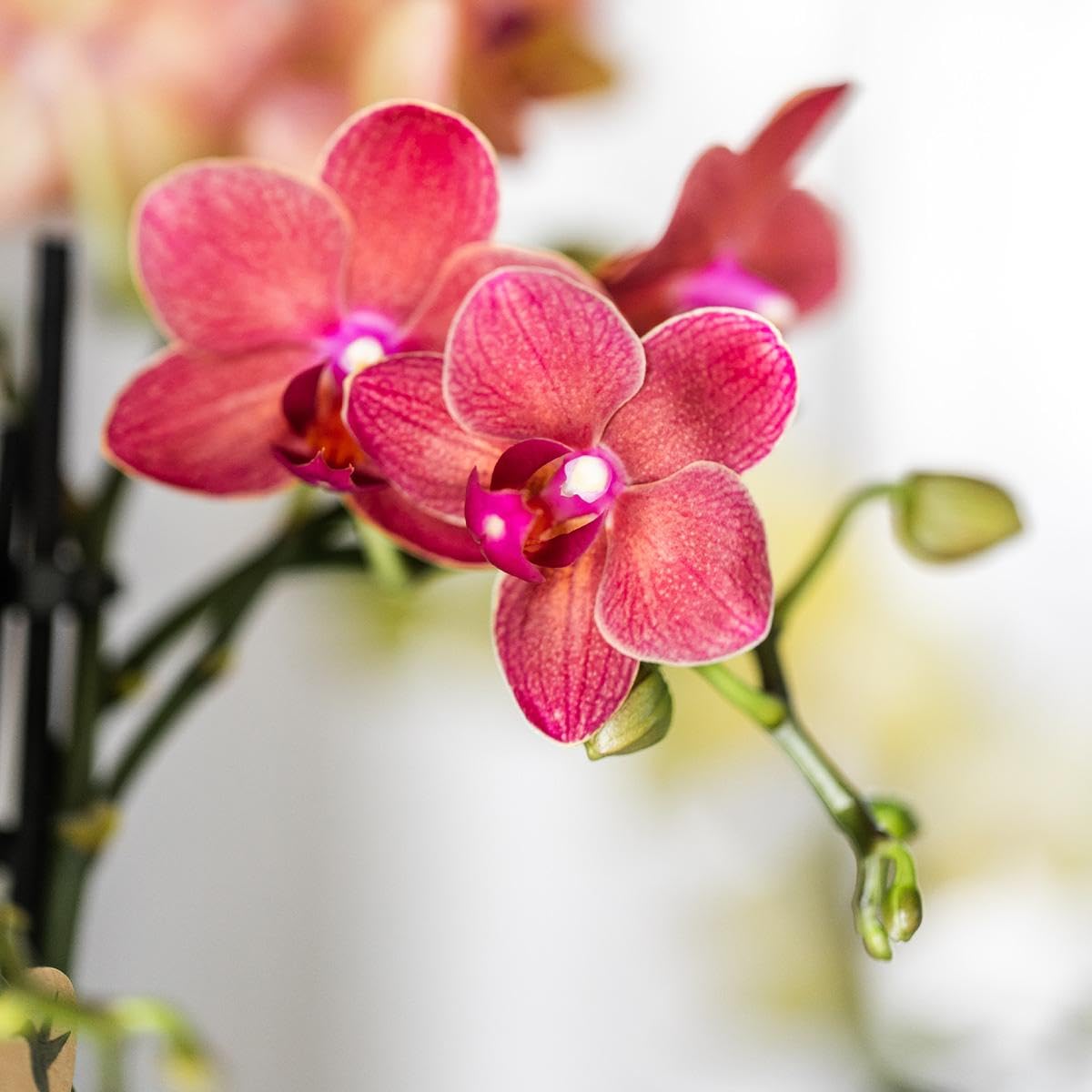 Kolibri Orchids | rote Phalaenopsis-Orchidee - Kongo - Topfgröße Ø9cm | blühende Zimmerpflanze - frisch vom Züchter