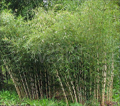 Stauden Gnge 1 x Fargesia robusta 'Pingwu' im C2 Topf (Bambus/Winterhart/Ziergras/Mehrjhrig)  Hoher Heckenbambus - Asiatische Schnheit fr Struktur und Sichtschutz :  Amazon.de: Garten