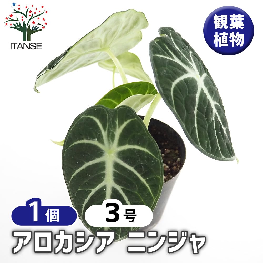 Alocasia Ninja Tricolor/ アロカシア ニンジャ 斑入り③ Alocasia Ninja Tricolor/ アロカシア ニンジャ 斑入り③