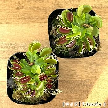 商談中 ハエトリソウ zipp 食虫植物 ハエトリソウ：ジップ 3号