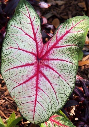 (20) Florida Sunrise Caladium, Bulbs, Great for any Garden, Great as a Houseplant