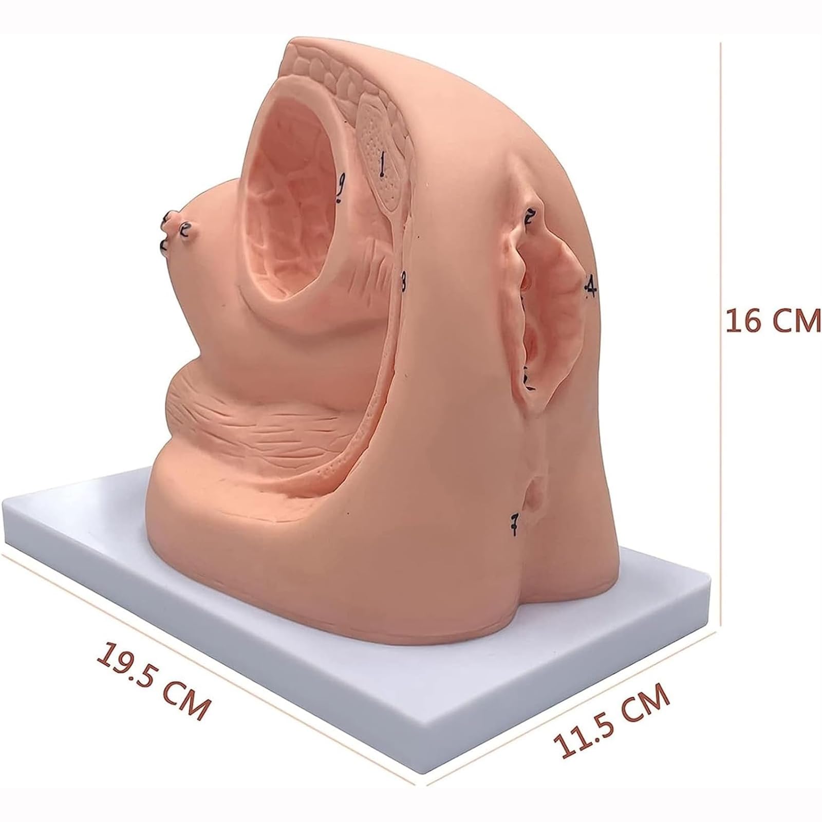 Modèle de cathétérisme Interne et Externe féminin, Mannequin d'enseignement Modèle de cathétérisme pour la gynécologie Aides à la Formation pédagogique médicale