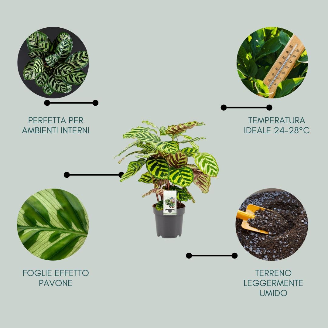 Calathea ‘Makoyana’ – Pianta da interno vera, pianta tropicale ornamentale, vaso da 17 cm, foglie decorate effetto pavone (65 cm)