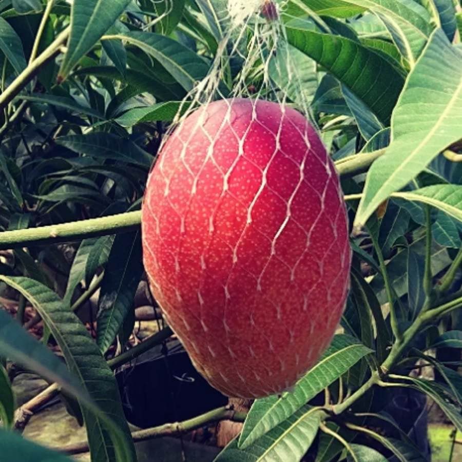 See full amazon price history chart for Online Plant Bazar Japanese Miyazaki Mango Live Plant-J4 Online Plant Bazar Japanese Miyazaki Mango Live Plant-J4 (B0BWYL5HTC) Amazon Price History, Amazon Price Tracker