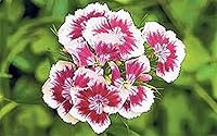 Vista 3 de Sweet William Flowers 100+ semillas, hermosos racimos