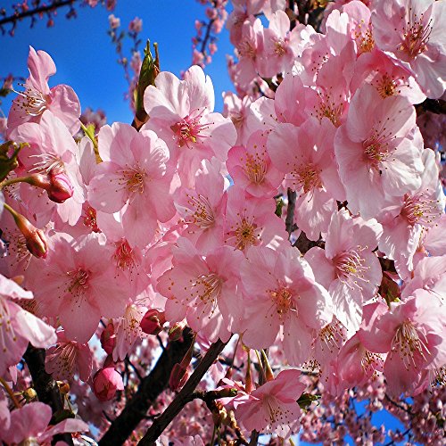 JAPANESE CHERRY BLOSSOM FRAGRANCE OIL - 8 OZ - FOR CANDLE & SOAP