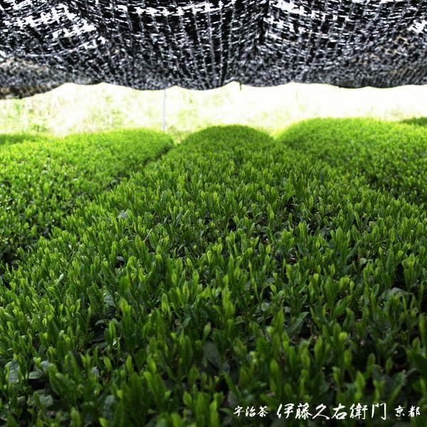 Miniatura 6 de ITOHKYUEMON KYOTO Uji Matcha Ichibancha Polvo Uji MidoriSeijunomoriTenjoUjimidoriHokyu- 0.044 lb(20g) JAPÓN (Grado 2 Seijunomori20)