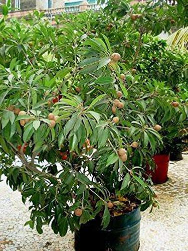 Creative Farmer Live Fruit Plant Sapota Chikoo Grafted Tropical Rare Sweet Pouteria Sapota Thai Plants for All Season Garden Plant(1 Healthy Live Plant)