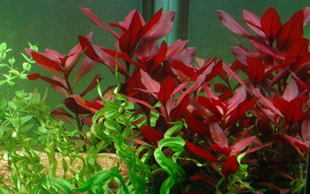 AquaOne Ludwigia repens Plante d'aquarium « Rubis » I Plante d'aquarium Plante tige entièrement racinée Facile d'entretien Décoration d'aquarium