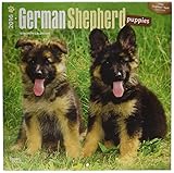 German Shepherd Puppies - 2016 Calendar 12 x 12in