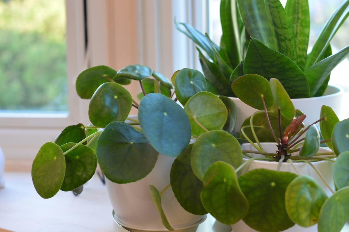 Chinese Money Plant - Air Purifying & Lucky Pilea -3