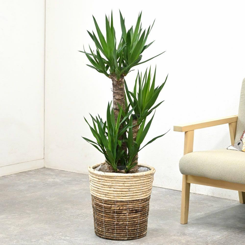 ②　ユッカ　エレファンテイペス　8号　4本植え　特大苗木最高等級極上品‼️ Amazon｜観葉植物 本物 ユッカ・エレファンティペス8号鉢 【ツートーン