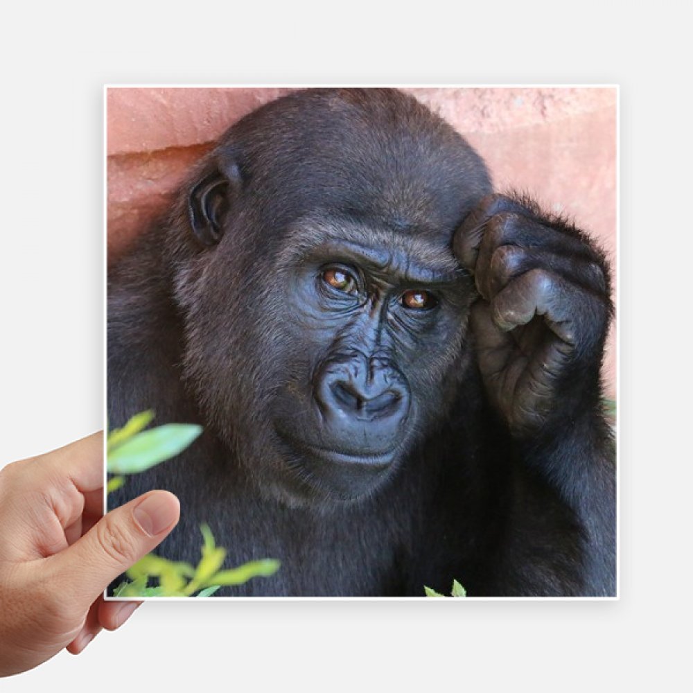 Stickers animaux sauvages chimpanzé 20 cm ultra résistants pour personnaliser vos objets