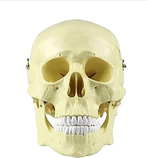 Generic 人間 解剖 モデル 医学 頭蓋骨 人間 モデル 解剖 頭部 解剖学 教育 スケルトン 頭部 教育 用品