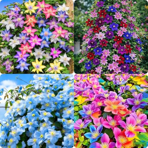 48+ Clematis Climbing Flower Seeds Heirloom Perennial Vine for Trellis & Arbor Butterfly & Pollinator Friendly Ornamental Garden