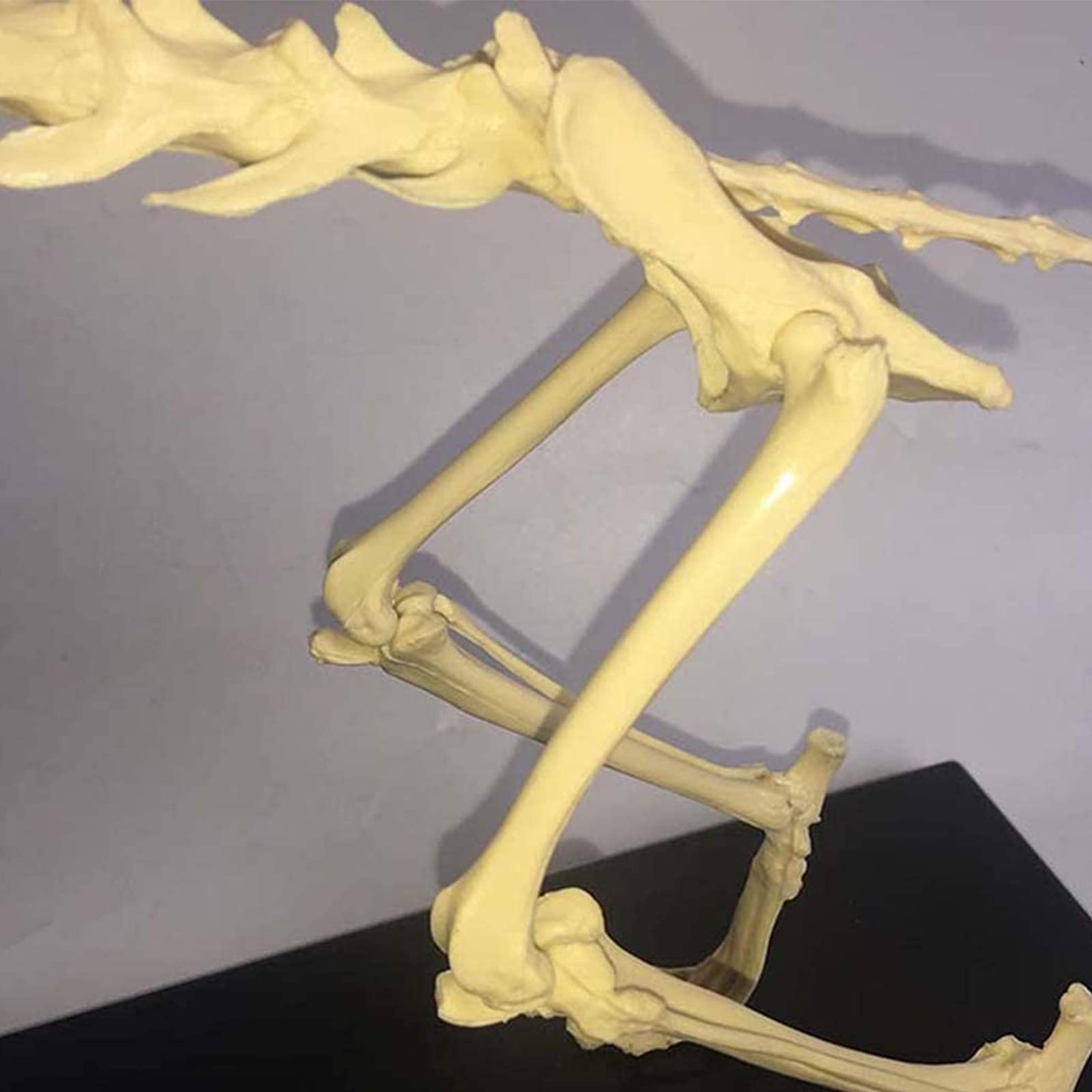 model anatomiczny, Model szkieletu kości kota — zaawansowany materiał PVC do medycznej