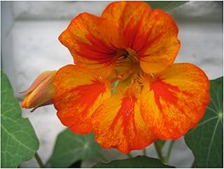 PREMIER SEEDS DIRECT - Nasturtium - Peach Melba - 60 Seeds
