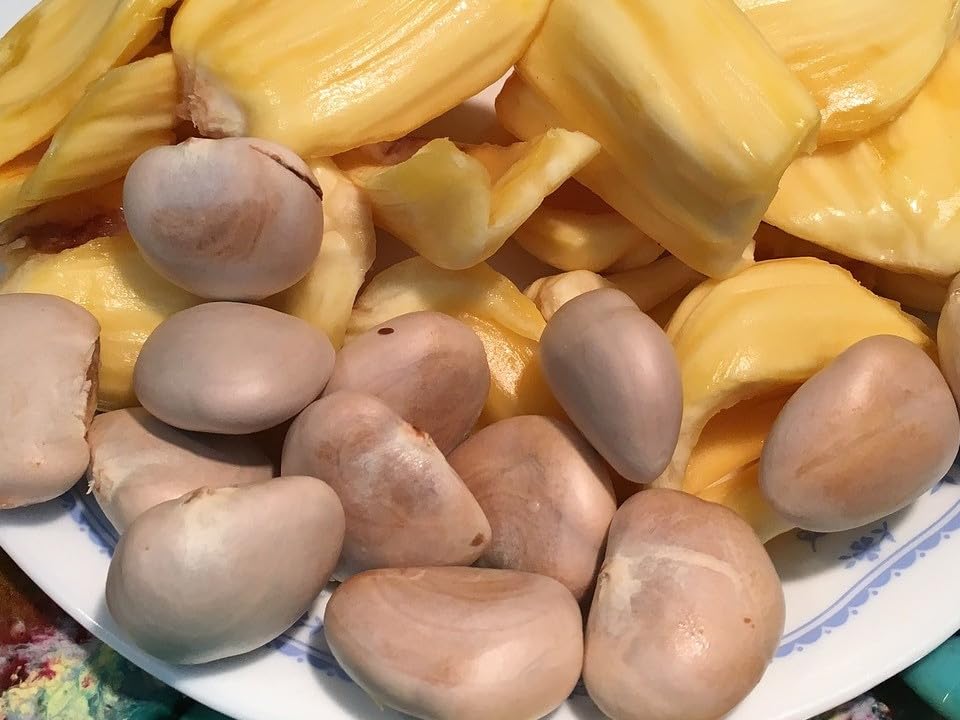 Jackfruit seeds for cooking(500 gram) (B0C9DDY7LJ) Amazon Price History, Amazon Price Tracker