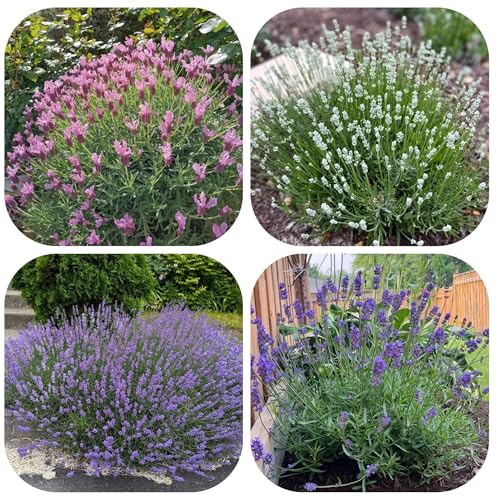 semi resistenti di lavanda - vecchie varietà decorative perenni giardino balconi biologici interno 400pcs