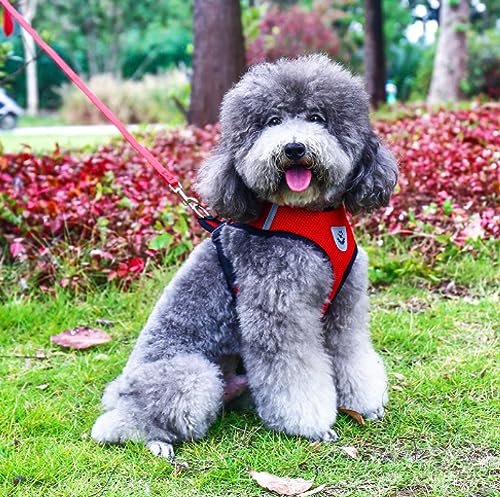 Guia + Coleira Peitoral / Cachorro Porte Pequeno E Medio