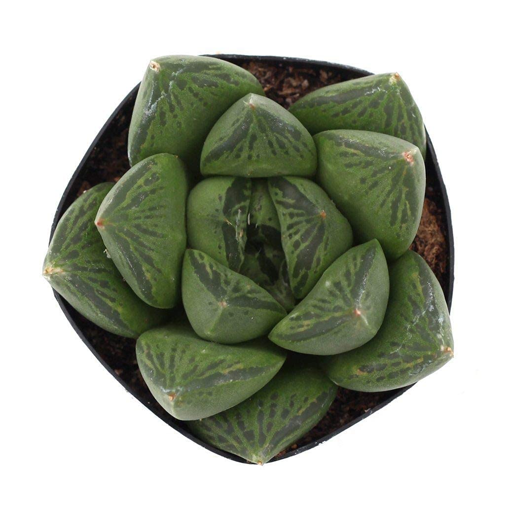 See full amazon price history chart for M.D. FARM AND NURSERY | Haworthia cuspidata live plant with pot M.D. FARM AND NURSERY | Haworthia cuspidata live plant with pot (B0CQYCX4BJ) Amazon Price History, Amazon Price Tracker