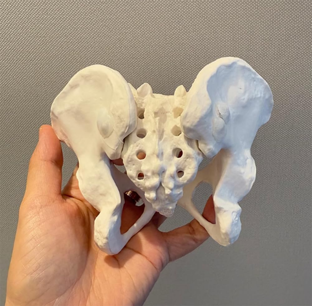 Pelvic Model with Baby,mini Female Pelvis Childbirth Model,Childbirth Education Tools,Childbirth Demonstration Pelvis Model Midwifery Teaching Model for Postpartum Recovery