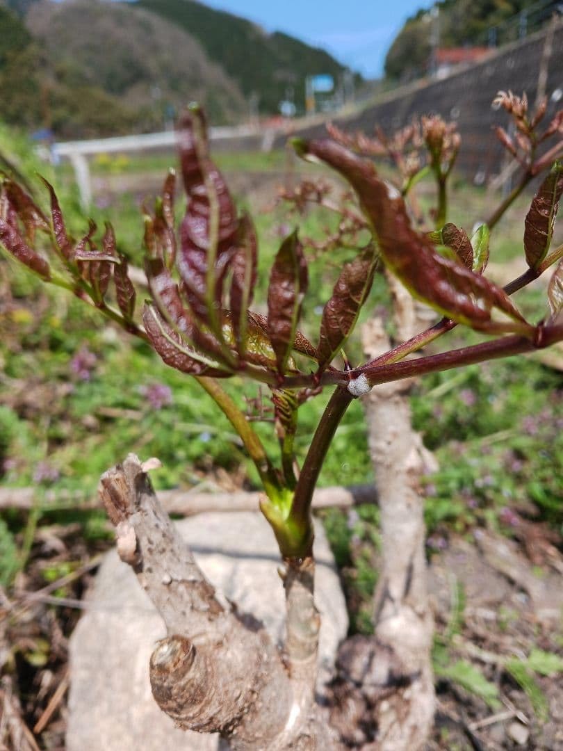 Amazon.co.jp: たらの木 たらの芽 栽培 植えるだけ 苗木 3株で 980