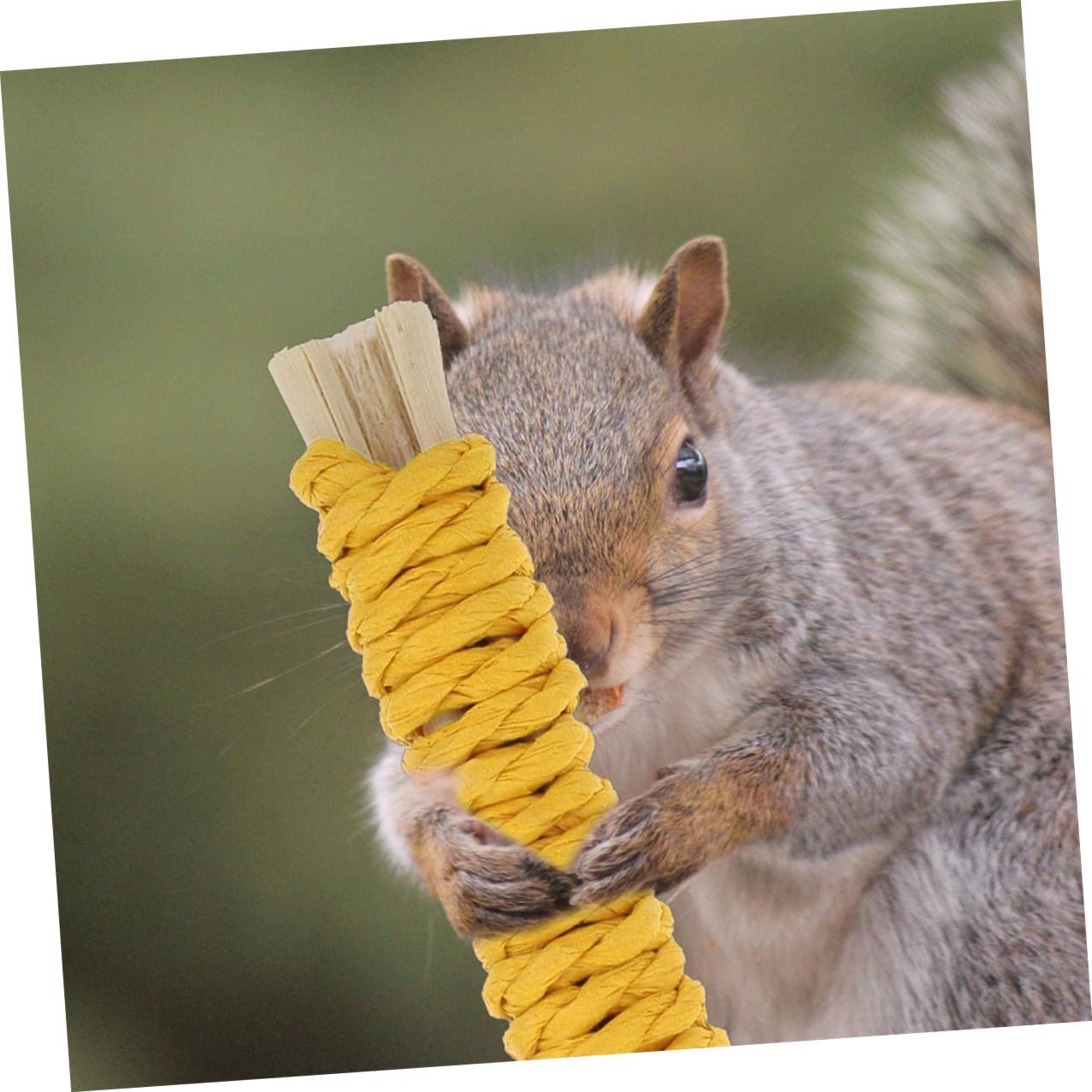 POPETPOP 20pcs Small Animal Chew Molar Sticks Natural Rods for Hamsters Rabbits Guinea Pigs Pet Teething Chew Treats for Dental Health and Cage Use