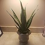 Review Image by Starviewer Starviewer