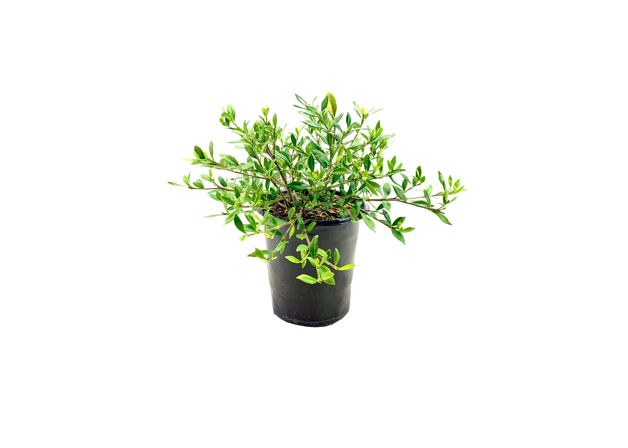 Gardenia Dwarf Radicans 1 Large Gallon