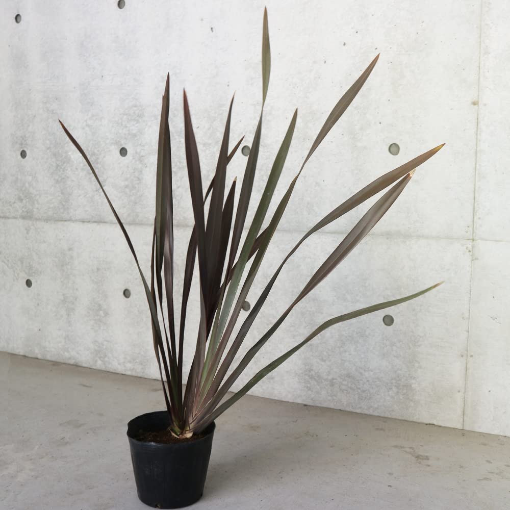 MLM様 ニューサイラン 観葉植物 ポット 約120cm 08 【公式通販】 MLM様 ニューサイラン 観葉植物 ポット 約120cm 08 【公式通販】