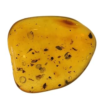 Genuine Amber Specimen with Insect Inclusions - Originally $150, Now $99- By Dinosaurs Rock A1