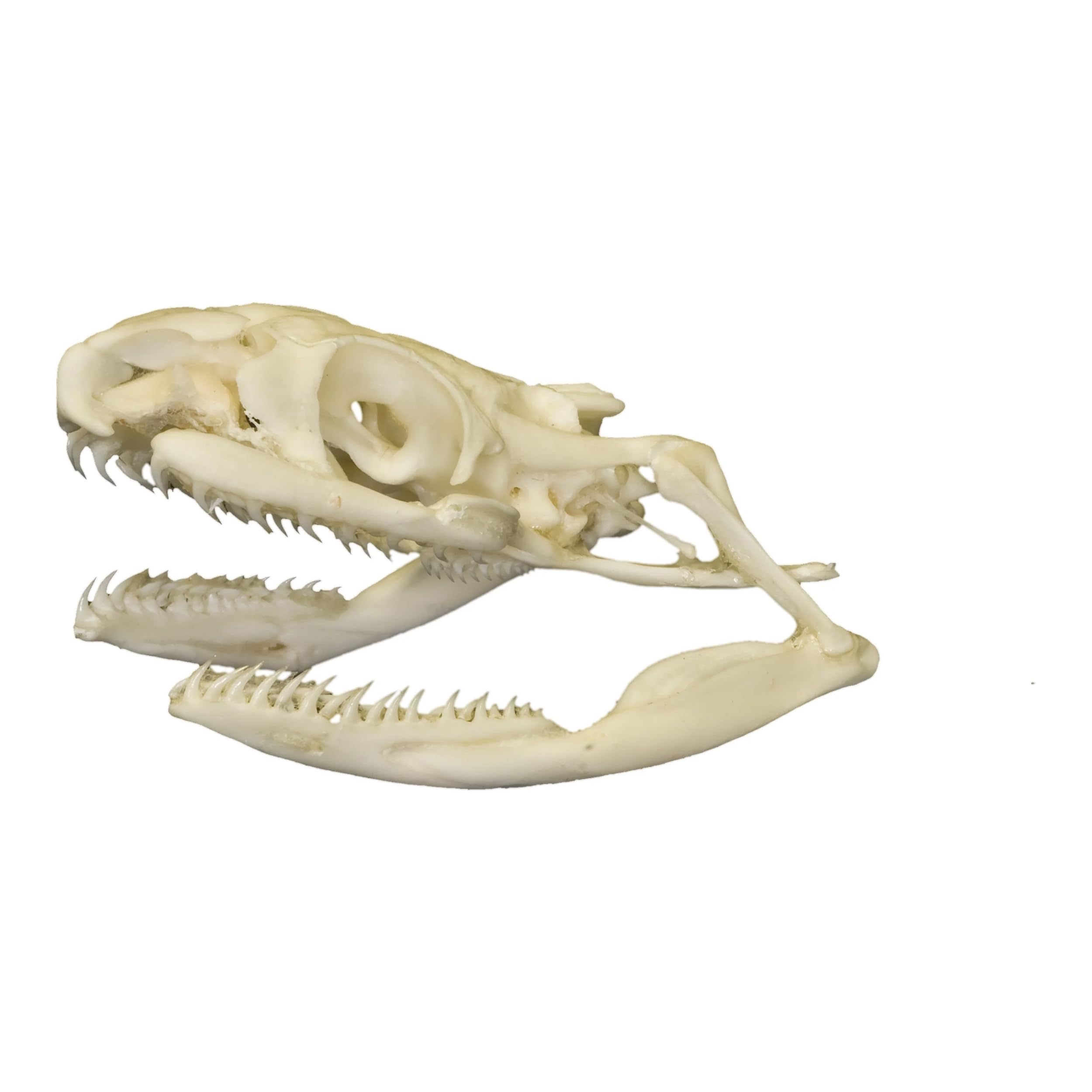 Real Non-Venomous Snake Skull A Quality