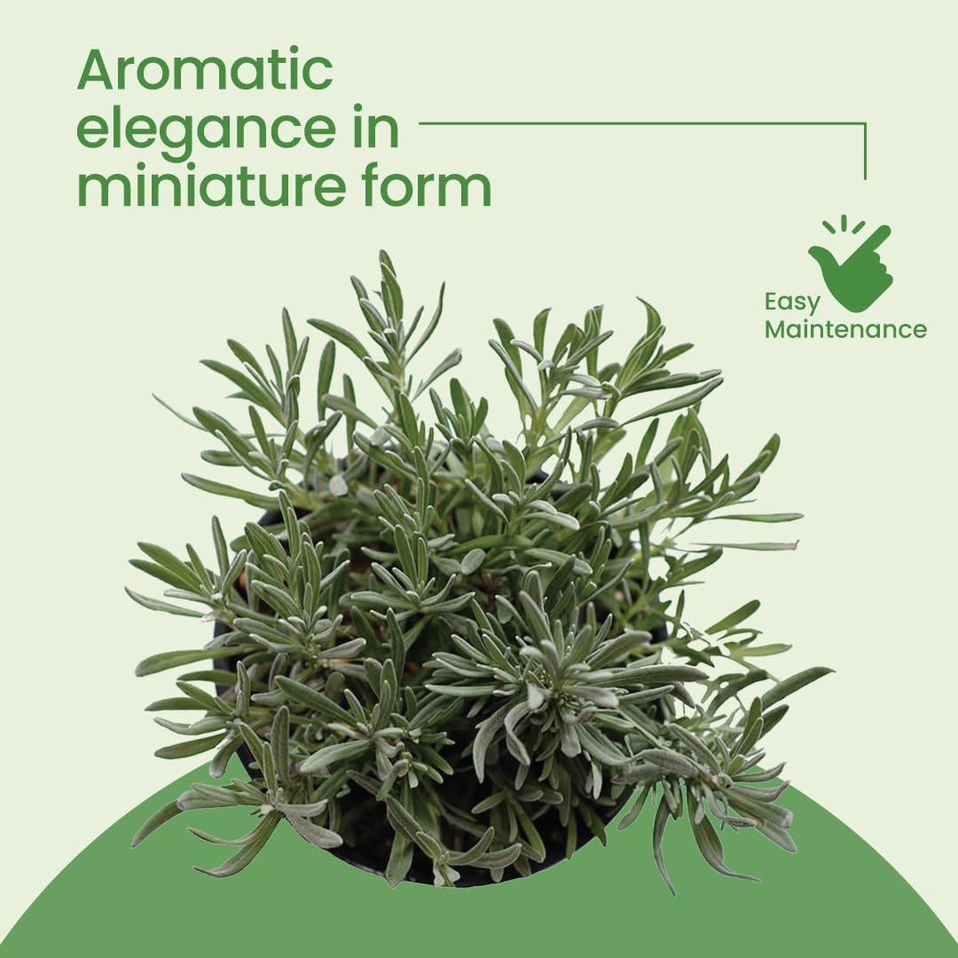 Amazon.com : American Plant Exchange English Lavender – 6-Inch