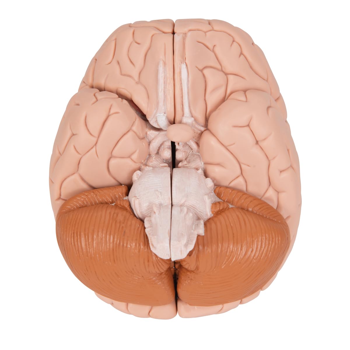 3B Scientific C16 Encéfalo Clásico, desmontable En 4 Piezas + App de anatomía gratuita - 3B Smart Anatomy
