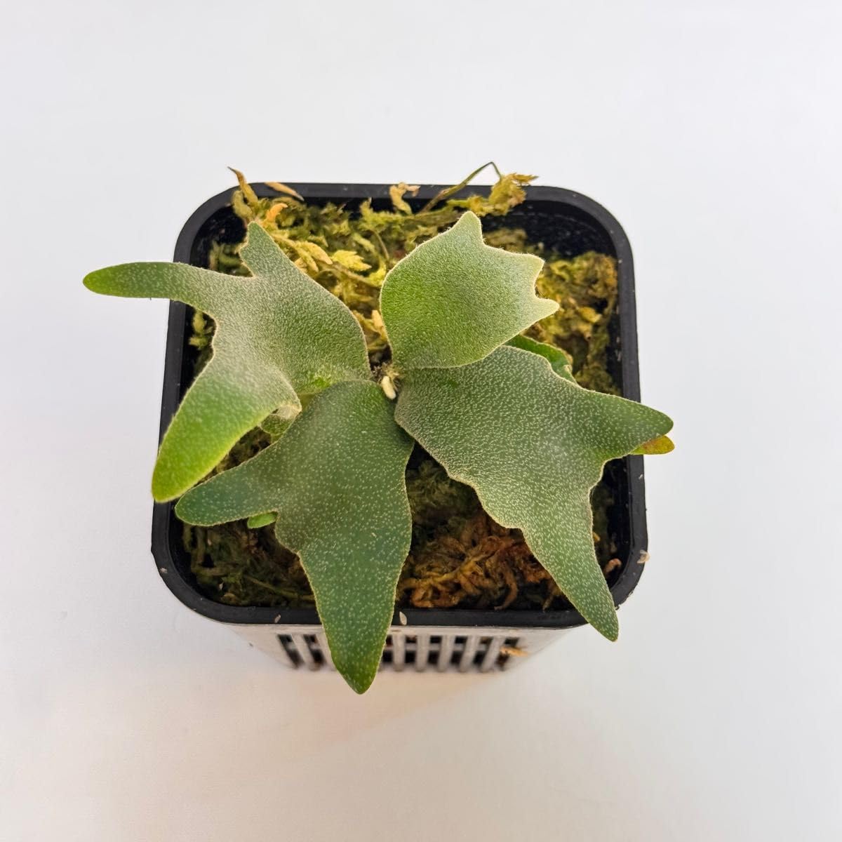 Amazon.co.jp: ◇◇◇ビカクシダ◇ P.Willinckii 'OMG' spore s-3鉢