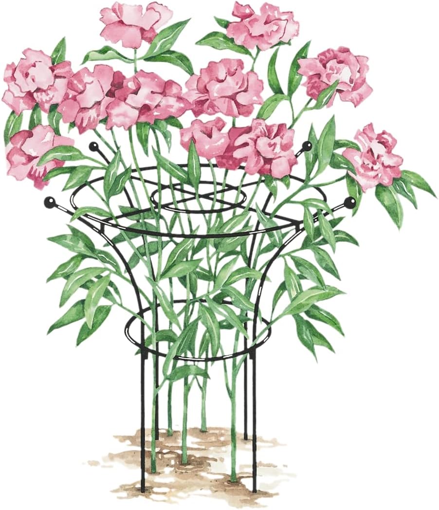 Gardener's Supply Company Essex Plant Support Frame for Peonies, Rose, Ornamental Flower Garden Cage - Wide Top Rings Natural Bouquet Shape - 38" H x 23" D