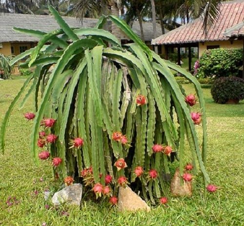 Juicy & Delicious Pitaya/Dragon Fruit Mature Tree Cuttings, 3 Colors,Red White Purple, Grow Now! and Quick Fruit !